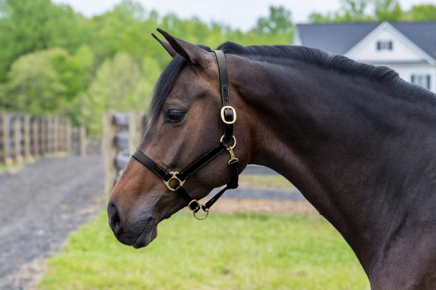 Gatsby Adjustable Turnout Halter with Snap