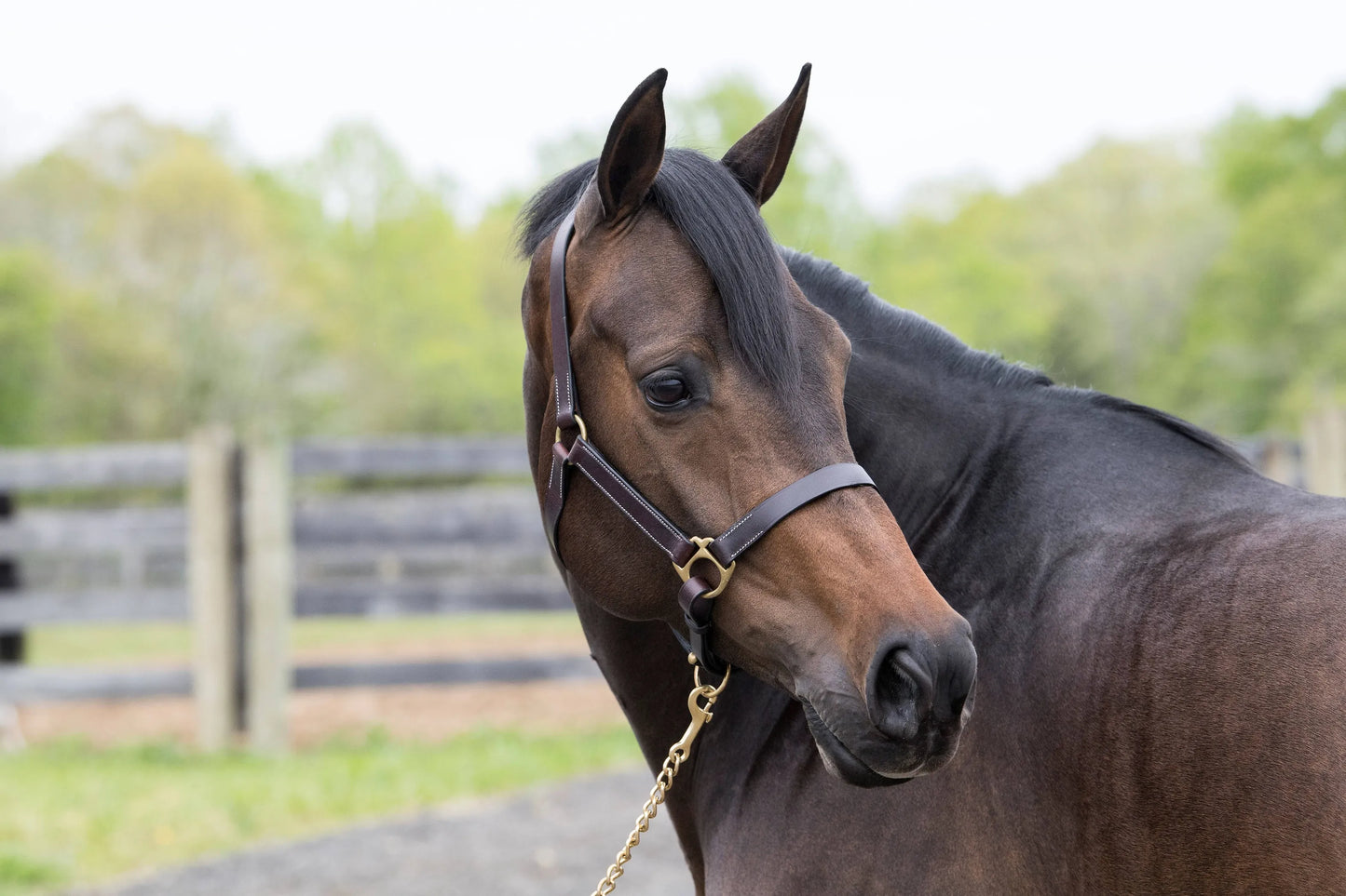 Gatsby Adjustable Turnout Halter with Snap