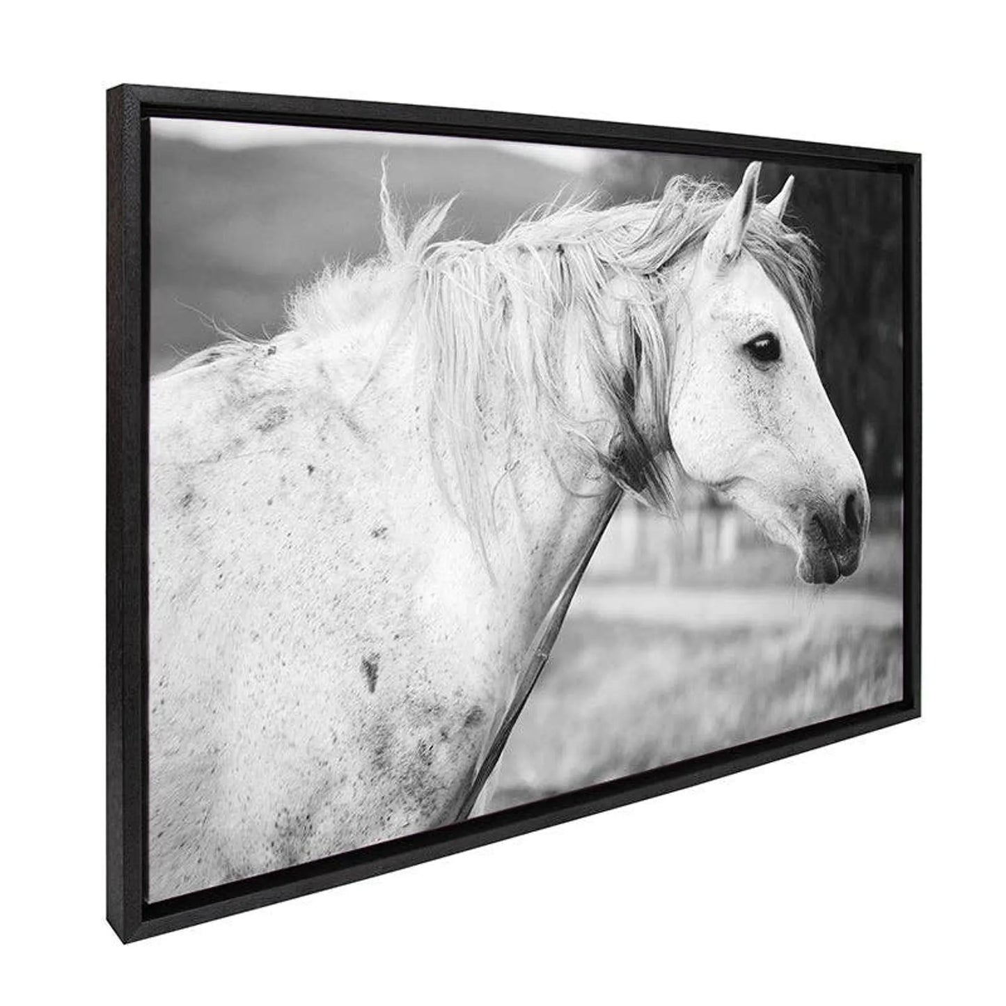 Black and White Horse / Framed Canvas