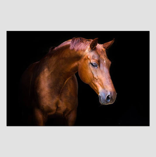 Nobility Acrylic Horse Print Wall Art